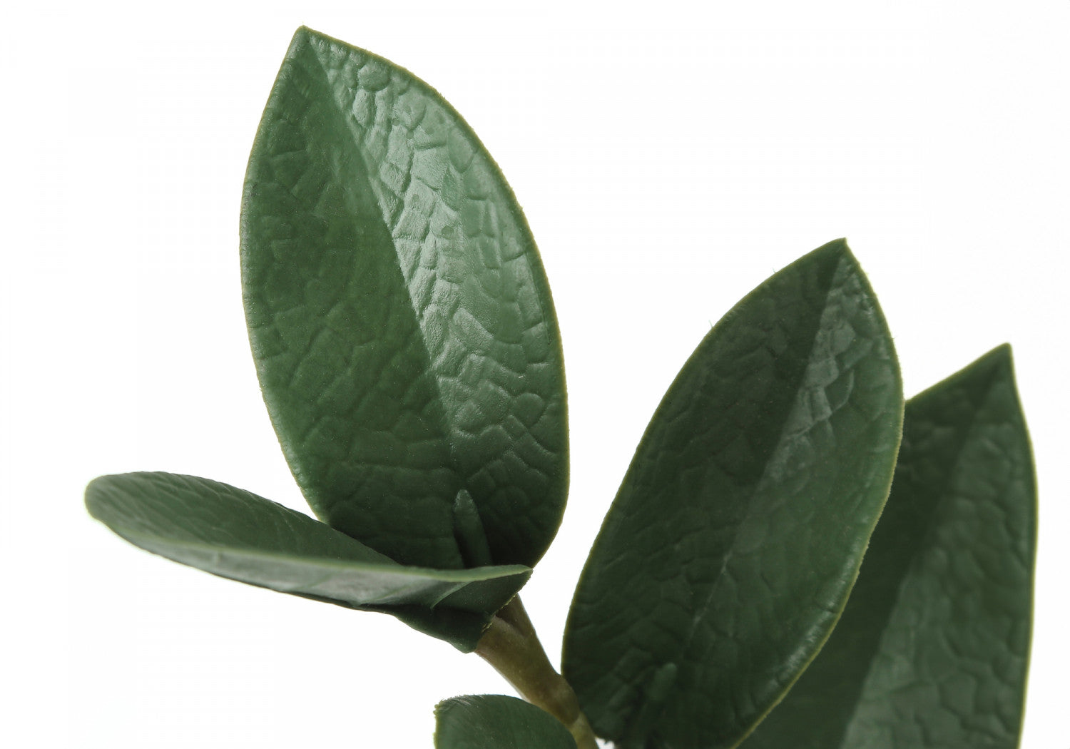 29" ZZ Plant With 6" Black Pot - Green