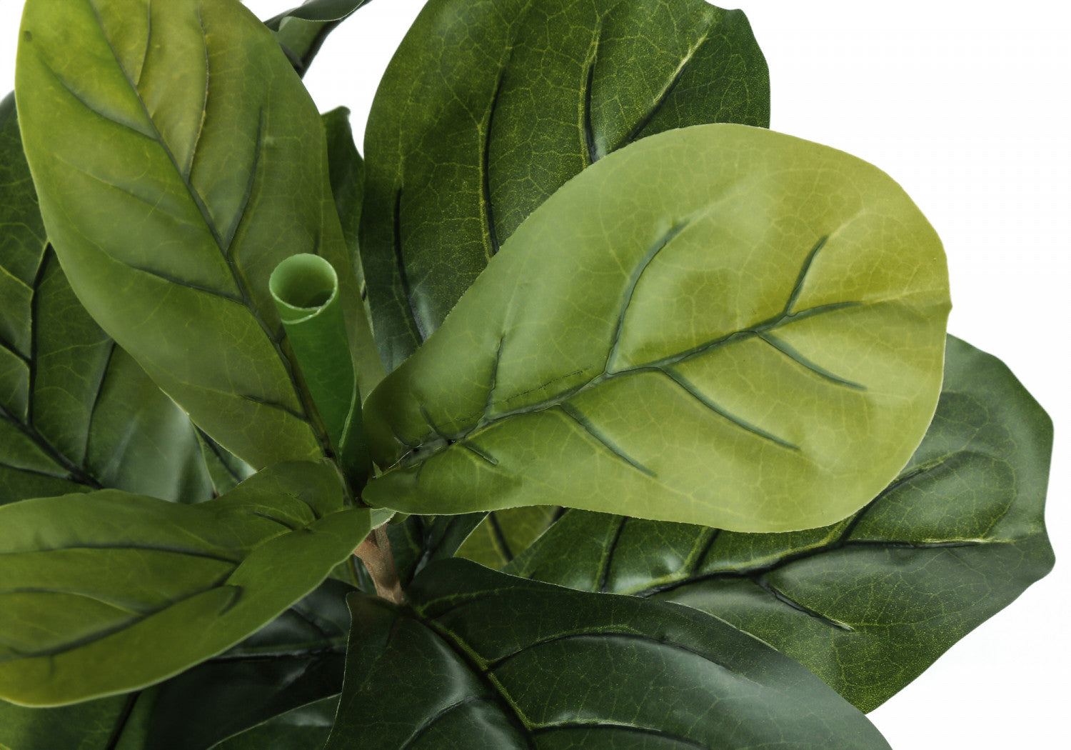 41" Fiddle Tree With 5" Black Pot - Green