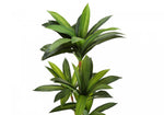 51" Dracaena Plant With 5" Black Pot - Green