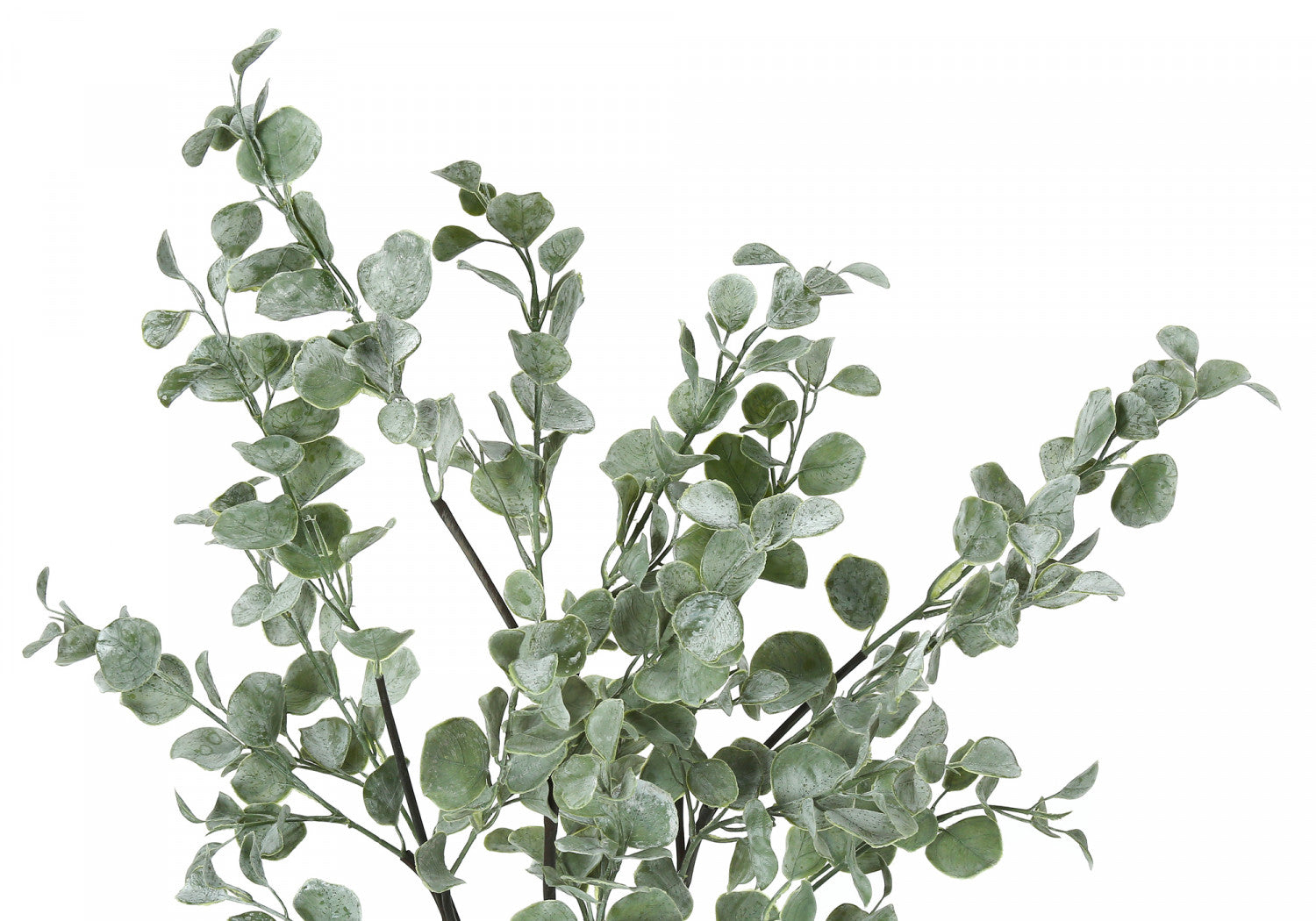 35" Eucalyptus Plant With 5" Black Pot - Green