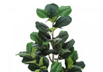 49" Fiddle Tree With 5" Black Pot - Green