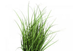 26" Grass Plant With 4" Black Pot - Green