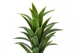 47" Dracaena Tree With 5" Black Pot - Green
