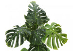 55" Monstera Plant With 6" Black Pot - Green