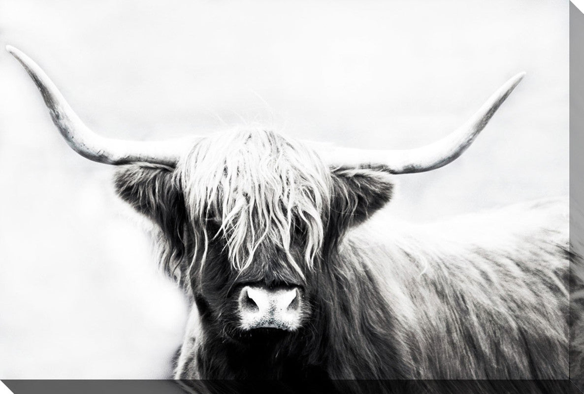 Perfect Highland Head Shot II Canvas Wall Art - 38 X 60