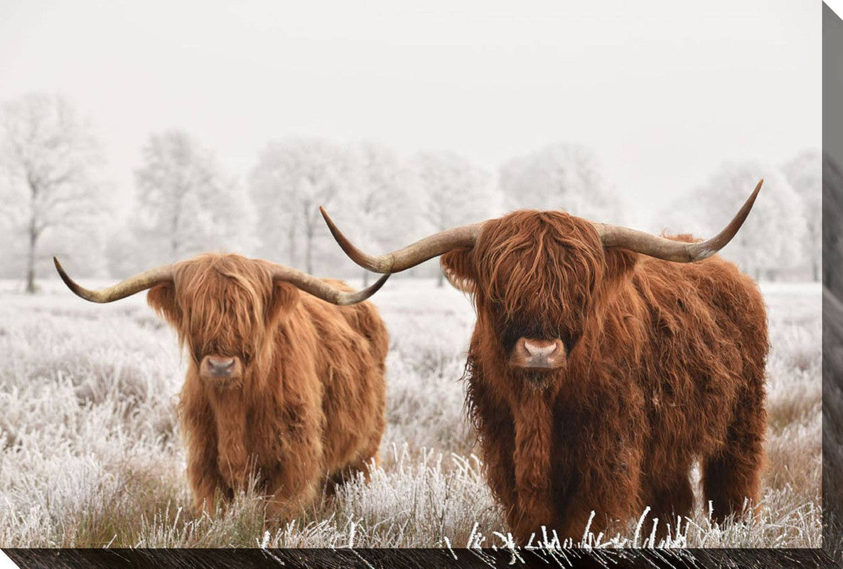 Highlander Duo Canvas Wall Art - 38 x 60