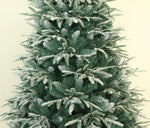 Utrecht 4 Ft Frosted Colorado ICY-Blue Pine Christmas Tree Pre-lit with LED Lights - Warm White