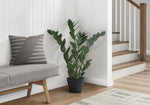 29" ZZ Plant With 6" Black Pot - Green