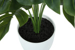 24" Monstera Plant with 5" White Pot - Green - Set of Two