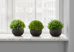5" Succulent Plant with Black Pot - Green - Set of 3
