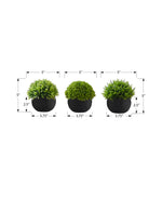 5" Succulent Plant with Black Pot - Green - Set of 3