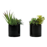 7" Succulent Plant with 3" Black Pot - Green - Set of 2