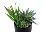 7" Succulent Plant with 3" Black Pot - Green - Set of 2