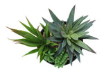 7" Succulent Plant with 3" Black Pot - Green - Set of 2