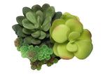 7" Succulent Plant with 3" Black Pot - Green - Set of 2