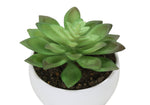 6" Succulent Plant with White Pot - Green - Set of 3