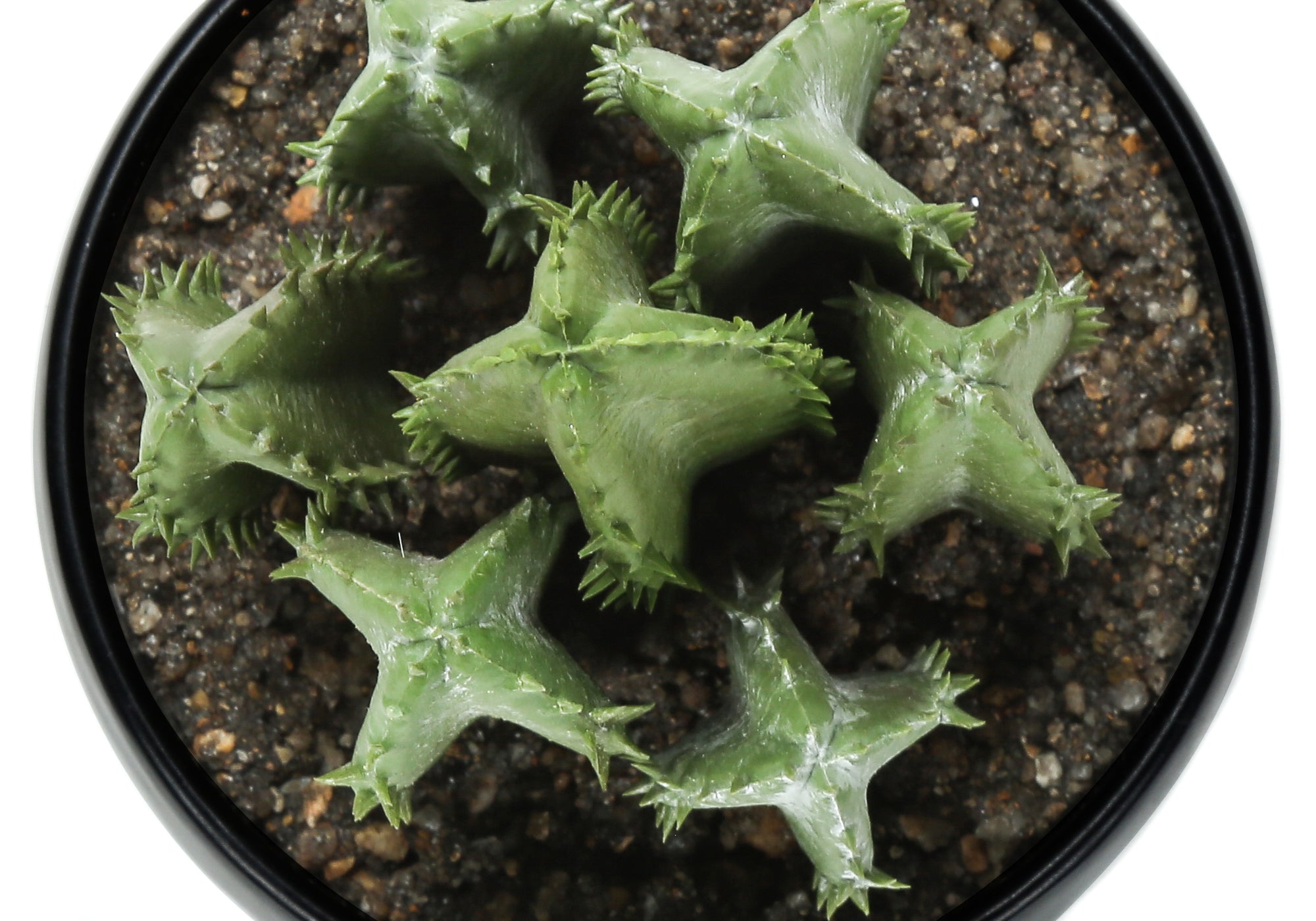 6" Succulent Plant with Black Pot - Green - Set of 3