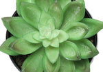 6" Succulent Plant with Black Pot - Green - Set of 3