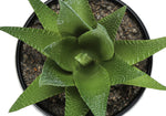6" Succulent Plant with Black Pot - Green - Set of 3