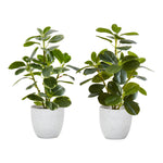 14" Ficus Elastica Plant with 4" White Pot - Green - Set of Two