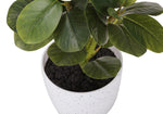 14" Ficus Elastica Plant with 4" White Pot - Green - Set of Two
