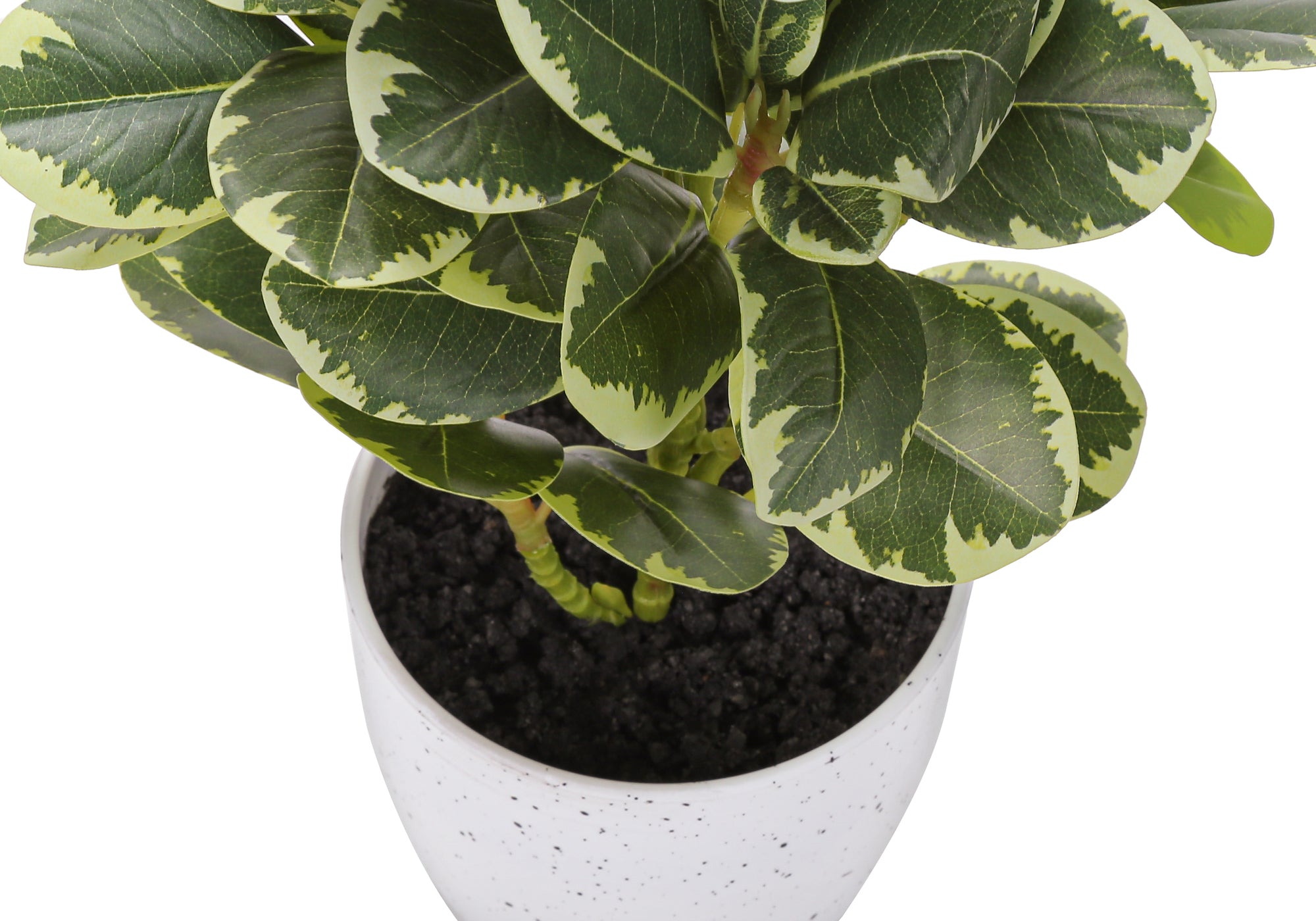 14" Ficus Elastica Plant with 4" White Pot - Green - Set of Two
