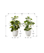 14" Ficus Elastica Plant with 4" White Pot - Green - Set of Two