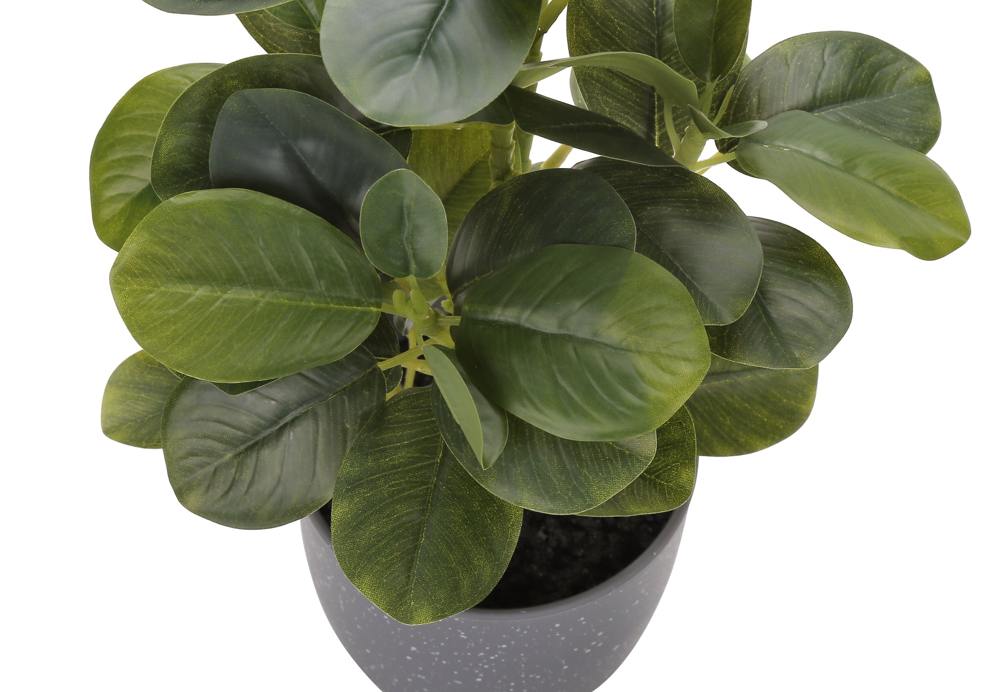 14" Ficus Elastica Plant with 4" Grey Pot - Green - Set of Two