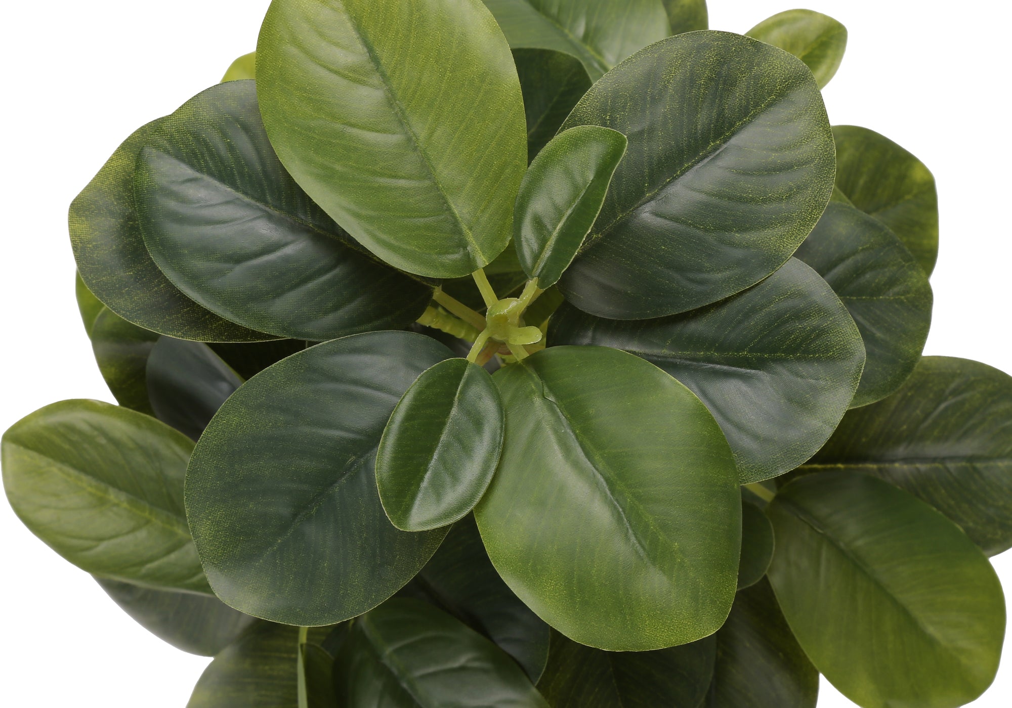 14" Ficus Elastica Plant with 4" Grey Pot - Green - Set of Two
