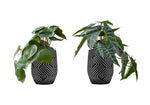 8" Eucalyptus and Grass Plants with 5" Black Pot - Green - Set of Two